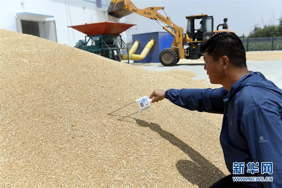 （社會(huì)）（2）“糧王”開(kāi)鐮收麥