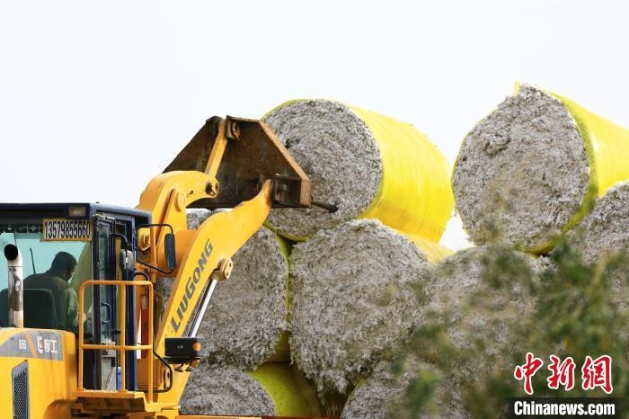 叉車將采棉機吐出的“金蛋蛋”裝車?！「唠p強 攝