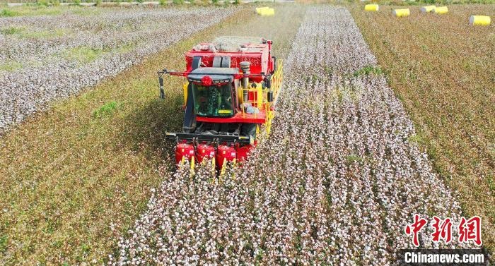 采棉機正在采收棉花，猶如在五線譜上跳動的音符，正在演奏豐收的樂章?！∷谓?攝