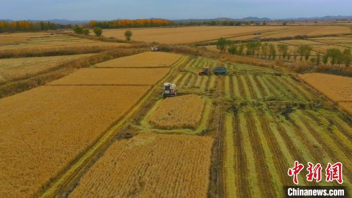 圖為科右中旗杜爾基鎮(zhèn)雙金嘎查的萬畝水稻田進(jìn)入集中收割期?！≮w殿威 攝