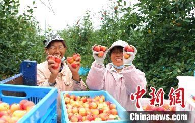 圖為興安盟沙果迎豐收。　科右前旗委宣傳部供圖