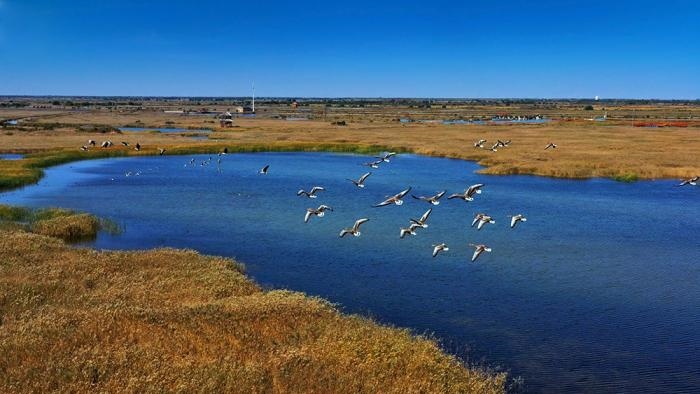 △黃河三角洲擁有天然蘆葦270平方公里，是東北亞內(nèi)陸和環(huán)西太平洋鳥類遷徙重要的“中轉(zhuǎn)站”、越冬地和繁殖地。(總臺央視記者李煒、程鋮拍攝)