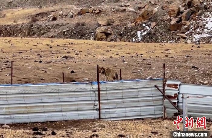 圖為闖入村民家中的野狼?！∨d海縣公安局溫泉派出所供圖