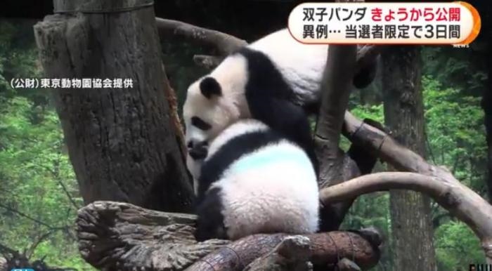 12日，日本東京上野動(dòng)物園的旅日雙胞胎熊貓開始同游客見面。(圖片來源：日本富士電視臺(tái)視頻截圖)