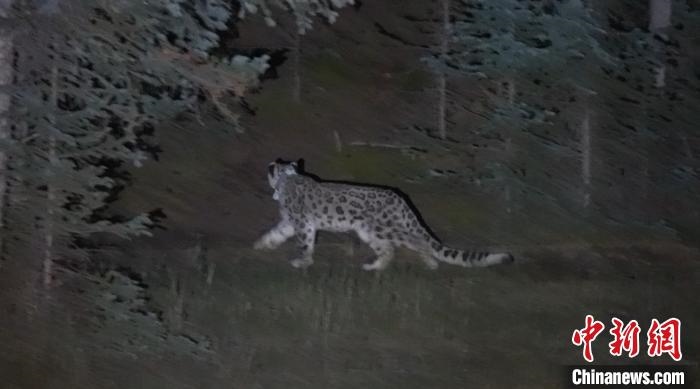 圖為被放歸自然的雪豹(資料圖)?！让晒帕植菥止﹫D。