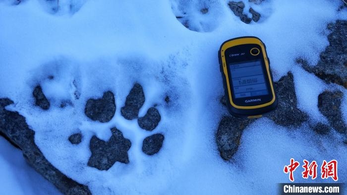 圖為疑似放歸雪豹的足跡(資料圖)。　內蒙古賀蘭山國家級自然保護區(qū)供圖