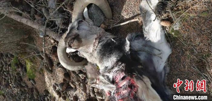 圖為疑似雪豹捕食巖羊的殘骸(資料圖)?！让晒刨R蘭山國家級自然保護區(qū)供圖