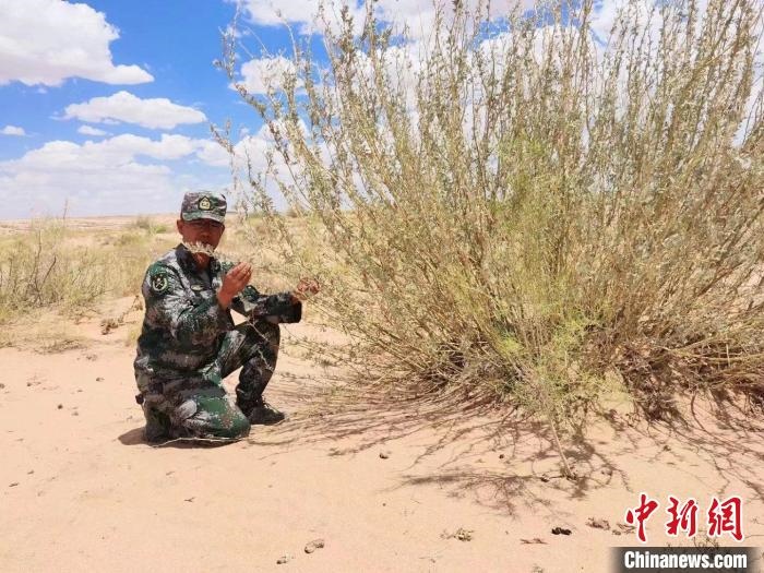 圖為謝寶民查看梭梭長勢?！∈茉L者供圖