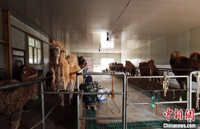 圖為共人正在給駱駝擠奶。　王長(zhǎng)梅 攝