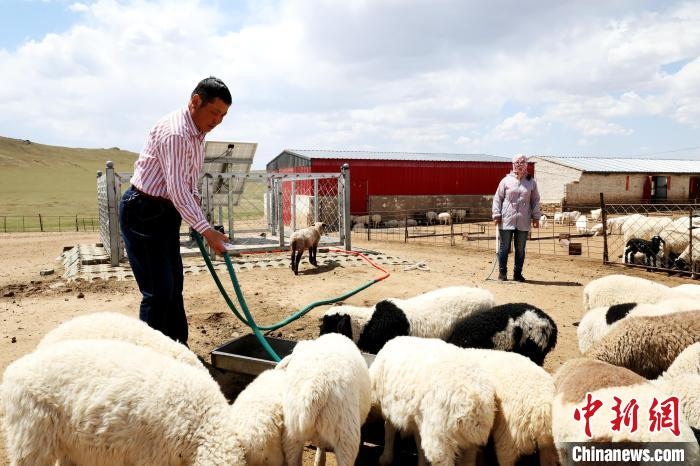 圖為圖門達(dá)來在喂羊?！埵鹧?攝