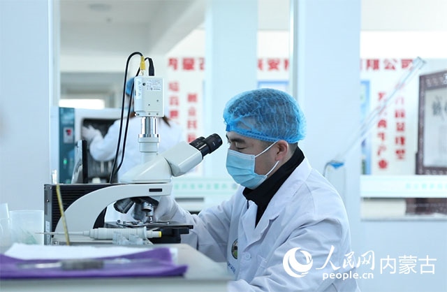 內(nèi)蒙古中農(nóng)興安種?？萍加邢薰韭鋺艨朴抑衅?，為肉牛產(chǎn)業(yè)發(fā)展提供了優(yōu)質(zhì)的種源保障。白俊華攝