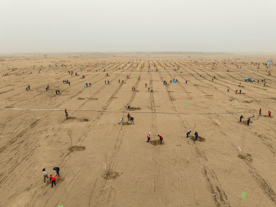 在高力板鎮(zhèn)花道卜和沙木嘎嘎查治理區(qū)，廣大干部群眾手植新綠，播種希望 （攝影：包寶音德力格爾）.JPG