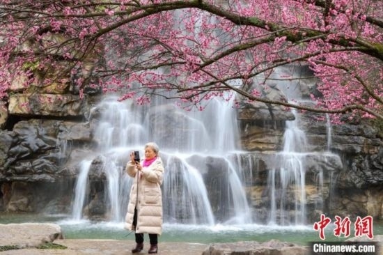 2月23日，市民在乾藝梅園景區(qū)拍攝綻放的梅花。瞿宏倫 攝