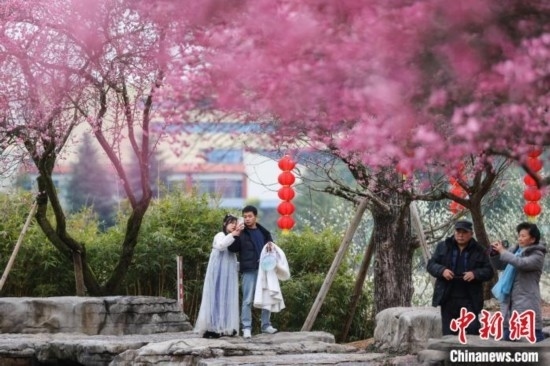 2月23日，市民在乾藝梅園景區(qū)觀賞綻放的梅花。瞿宏倫 攝