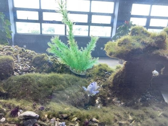 圖為寶鋼湛江鋼鐵水控中心，觀賞海魚在鋼渣漁礁里游動(dòng)