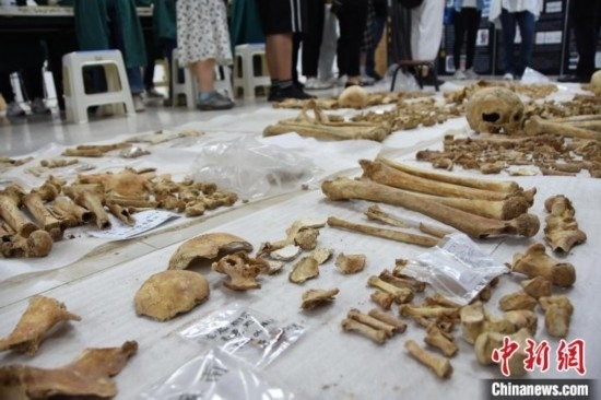 圖為已清理完畢的骨骼標(biāo)本。王宇 攝