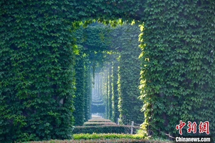 成都二環(huán)高架橋墩被植被爬滿，形成“綠野仙蹤”景觀?！埨?攝