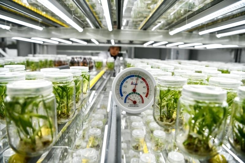 工作人員在貴陽市開陽縣南江蔬菜良種繁育中心的組培中心查看姜苗生長情況（2023年5月23日攝）。新華社記者 楊文斌 攝