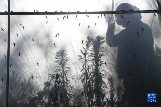 6月21日，山東省樂陵市西段鄉(xiāng)岔河村東亞飛蝗養(yǎng)殖基地的養(yǎng)殖戶在大棚內(nèi)忙碌。新華社記者 范長國 攝