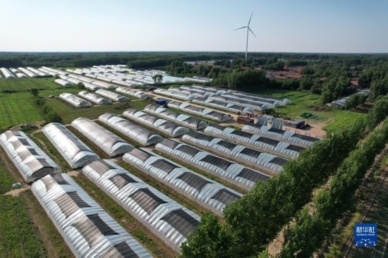 這是6月21日在山東省樂陵市西段鄉(xiāng)岔河村拍攝的東亞飛蝗養(yǎng)殖基地（無人機(jī)照片）。新華社記者 范長國 攝