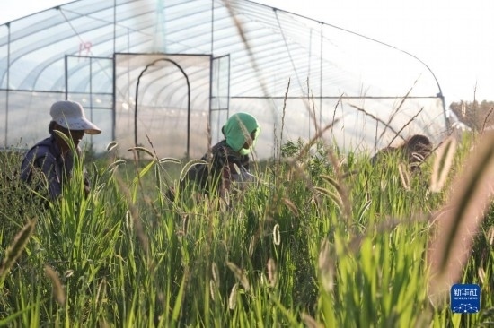 6月21日，山東省樂陵市西段鄉(xiāng)岔河村東亞飛蝗養(yǎng)殖基地的螞蚱養(yǎng)殖戶在割草。新華社記者 范長國 攝