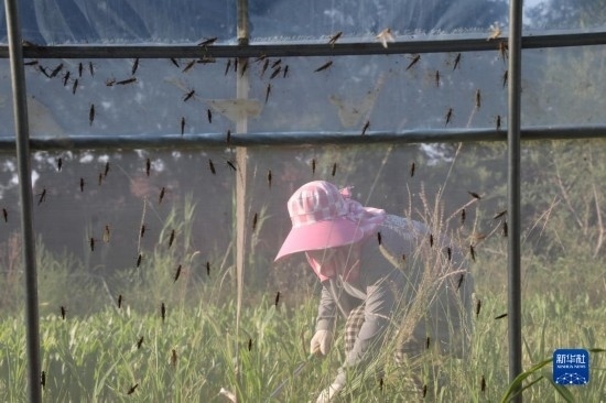 6月21日，山東省樂陵市西段鄉(xiāng)岔河村東亞飛蝗養(yǎng)殖基地的螞蚱養(yǎng)殖戶在割草。新華社記者 范長國 攝