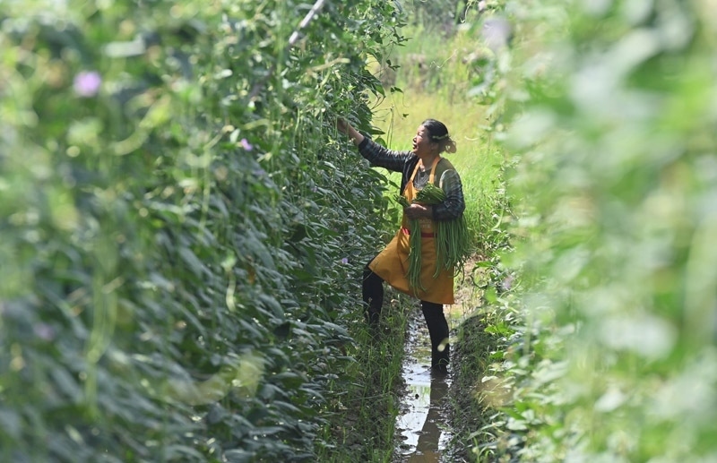 2023年6月15日，在廣西柳州市鹿寨縣中渡鎮(zhèn)石墨村，村民在高標(biāo)準(zhǔn)農(nóng)田里采收豆角。