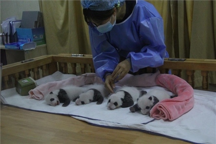 成都大熊貓繁育研究基地成立于1987年，先后攻克了大熊貓人工飼養(yǎng)與管理、繁殖與育幼、疾病防控與種群遺傳管理等關(guān)鍵技術(shù)難題，建成全球最大的大熊貓人工繁育遷地保護(hù)種群，數(shù)量達(dá)230余只。（圖片來(lái)源：成都大熊貓繁育研究基地網(wǎng)站）