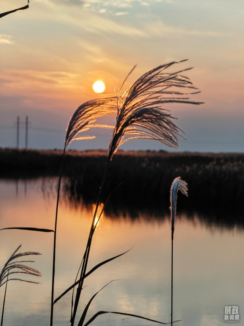 2021年10月，習近平赴山東東營考察黃河入?？?。黃河三角洲濕地，蘆葦飄蕩。（總臺央視記者彭漢明拍攝）