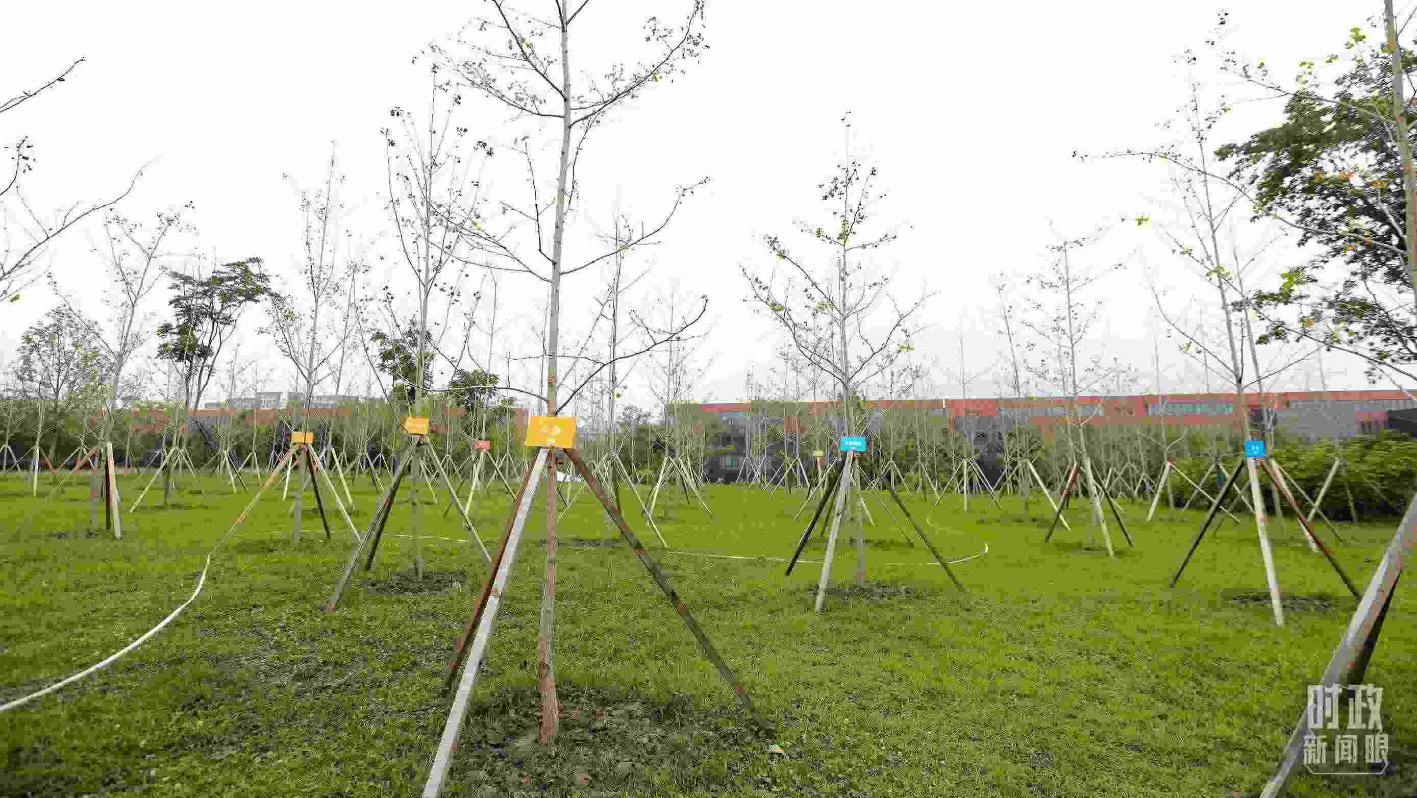 成都大運村內專門種植了友誼林，各國代表團都可認領。