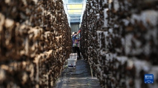 7月29日，在卓尼縣納浪鎮(zhèn)納浪村黑木耳種植基地，農(nóng)戶(hù)在采摘黑木耳。