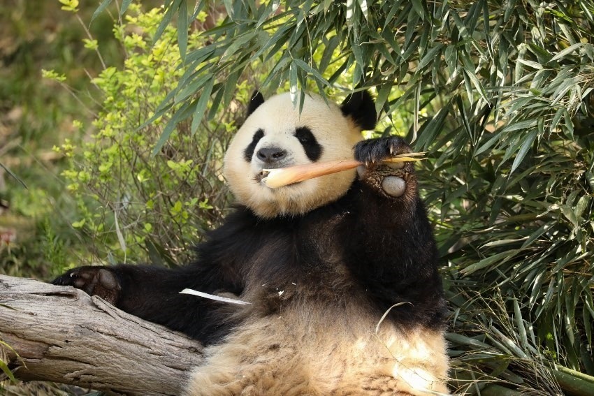 大熊貓“芝麻”。成都大熊貓繁育研究基地供圖