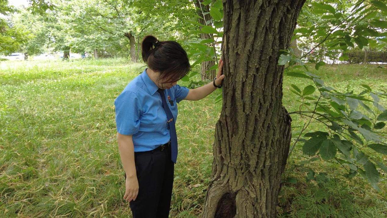 惠琳琳仔細(xì)查看古樹(shù)生長(zhǎng)近況。人民網(wǎng) 黨童攝