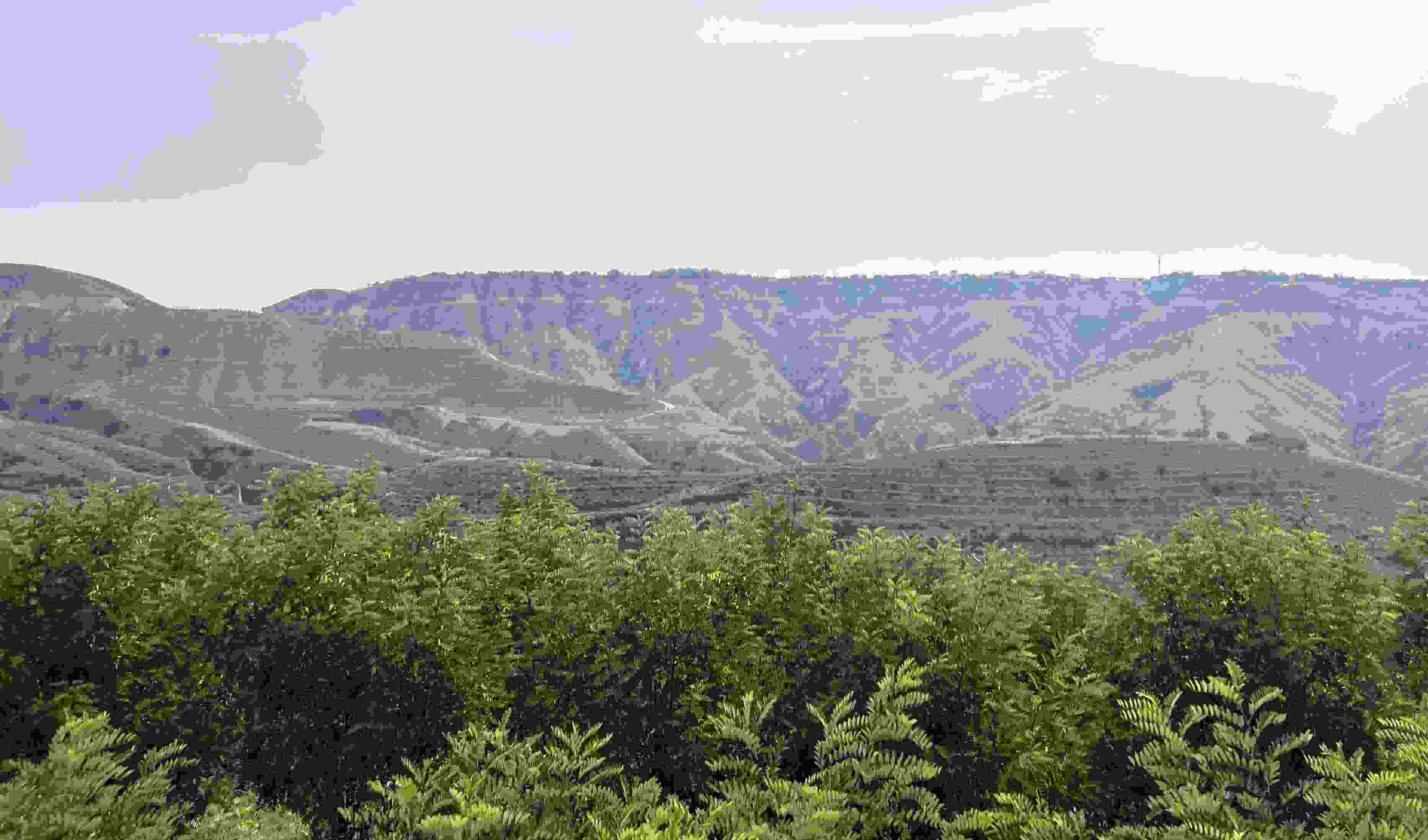 吳堡縣沿黃生態(tài)林。人民網記者 王連香攝