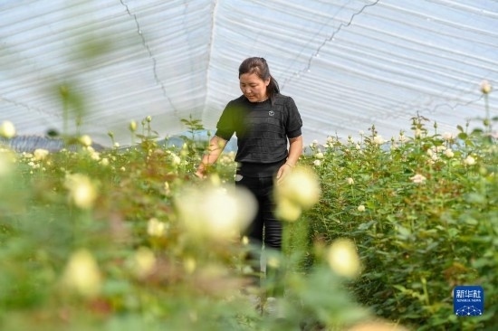 8月17日，吉林省德惠市朱城子鎮(zhèn)沿河村程雪家庭農(nóng)場(chǎng)的負(fù)責(zé)人楊雪在查看玫瑰花長勢(shì)。新華社記者 張楠 攝