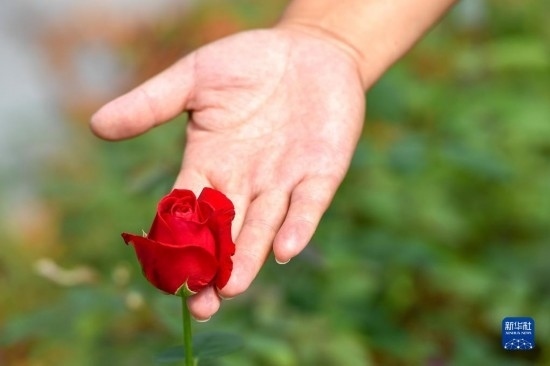 8月17日，吉林省德惠市朱城子鎮(zhèn)沿河村程雪家庭農(nóng)場(chǎng)的負(fù)責(zé)人楊雪在查看玫瑰花長勢(shì)。新華社記者 張楠 攝