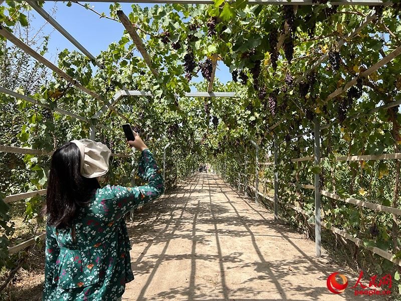 新疆閩龍達干果產(chǎn)業(yè)有限公司內(nèi)種植的葡萄。人民網(wǎng)記者 常雪梅攝