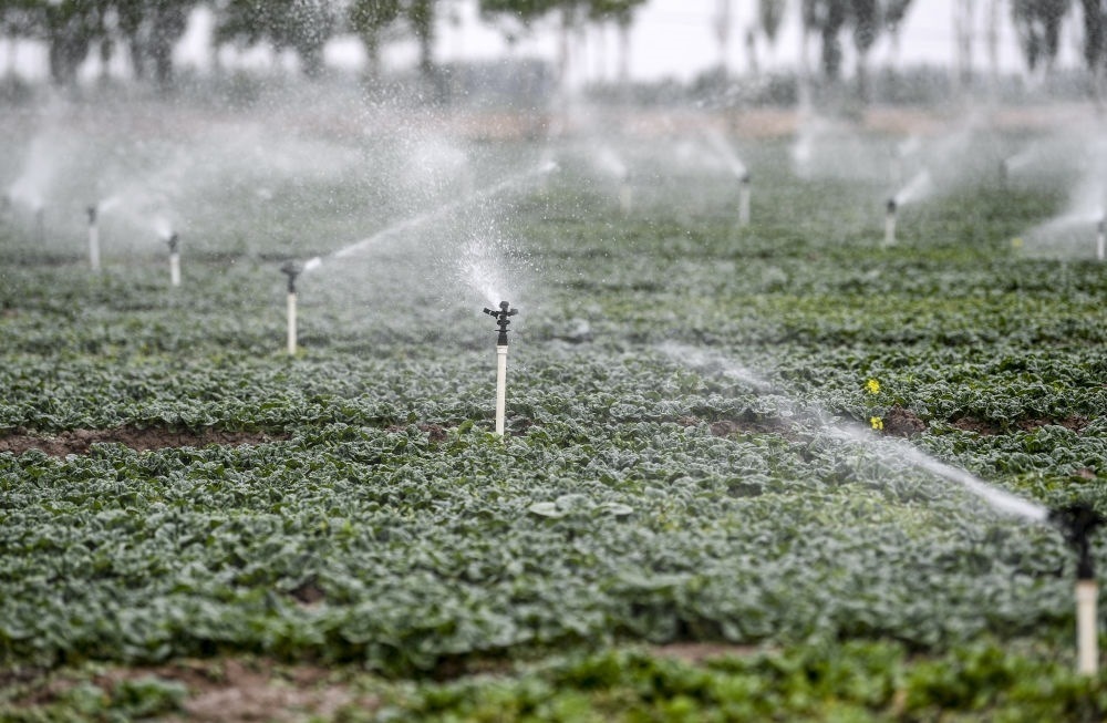 2023年5月25日，在寧夏銀川市永寧縣望洪鎮(zhèn)宋澄村冷涼蔬菜種植基地，小型噴灌節(jié)水設(shè)備在進(jìn)行噴灌作業(yè)。新華社記者 馮開華 攝