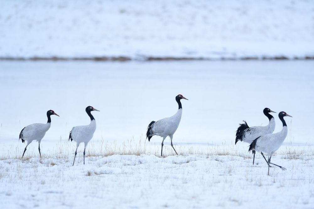 2021年10月21日在三江源國家公園黃河源園區(qū)內(nèi)拍攝的黑頸鶴。新華社記者 張龍 攝