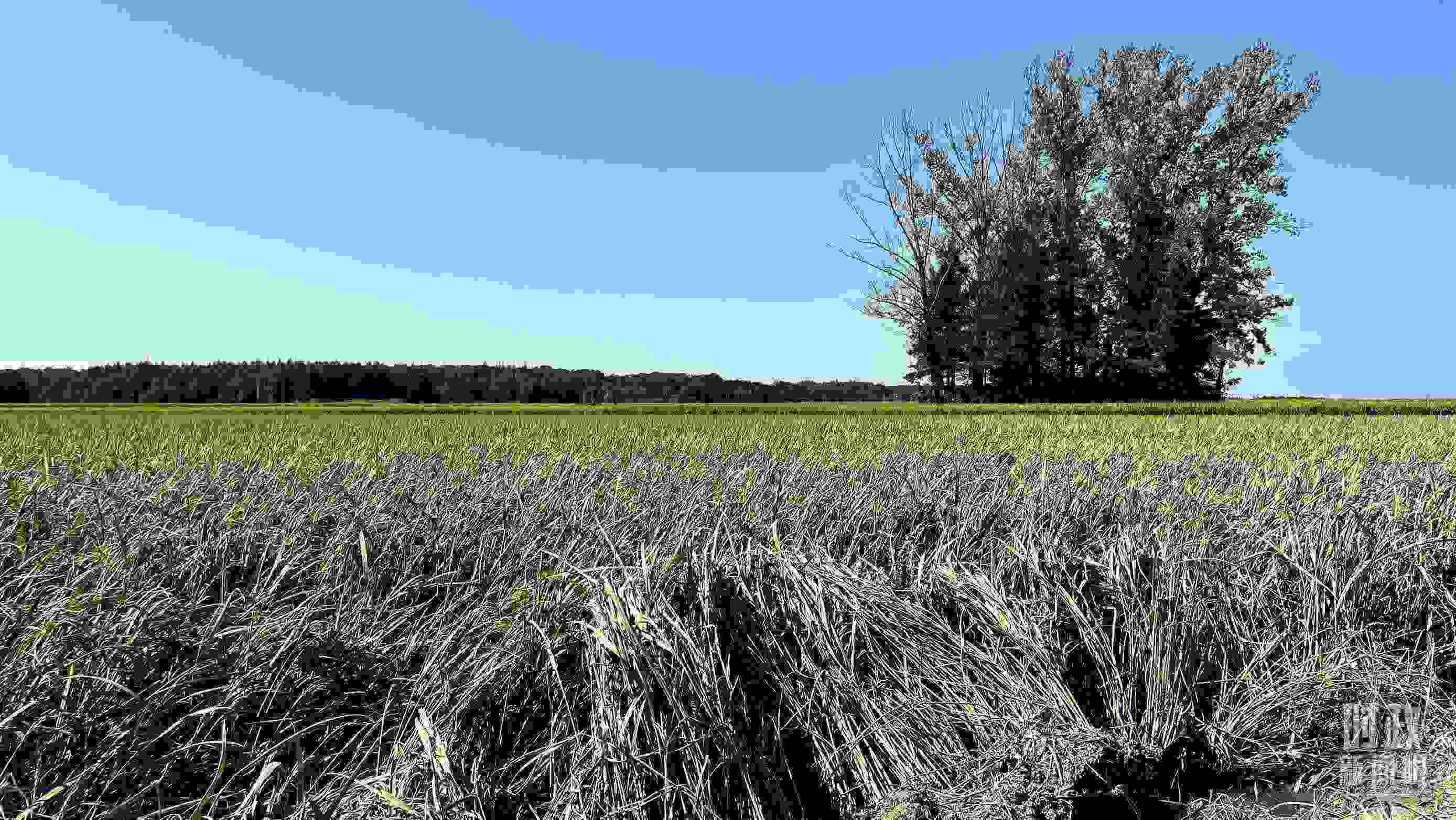 △龍王廟村遭受洪澇災害的農(nóng)田。（總臺央視記者邢彬拍攝）