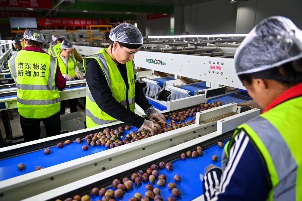 在新疆伽師縣粵伽新梅產(chǎn)業(yè)園內(nèi)的京東物流新疆智能供應(yīng)鏈中心，員工在智能分揀線檢查分選好的新梅（2023年8月30日攝）。新華社記者 丁磊 攝