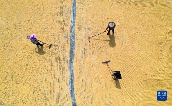 9月16日，湖南省郴州市桂陽縣流峰鎮(zhèn)農(nóng)民在晾曬稻谷（無人機(jī)照片）。