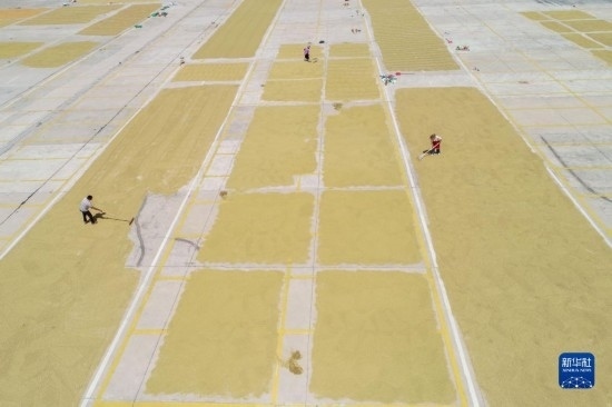 9月16日，村民在貴州省黔東南苗族侗族自治州丹寨縣金泉街道晾曬稻谷（無人機(jī)照片）。