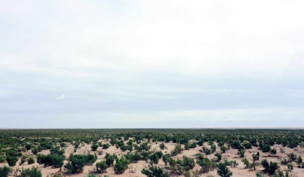 經(jīng)過封禁保護(hù)和人工種植梭梭后恢復(fù)綠色的草場(chǎng)（2023年9月12日攝）。新華社記者李云平 攝