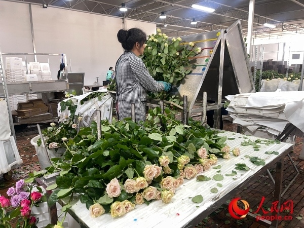 車間工人在整理花束。人民網(wǎng) 周靜圓攝