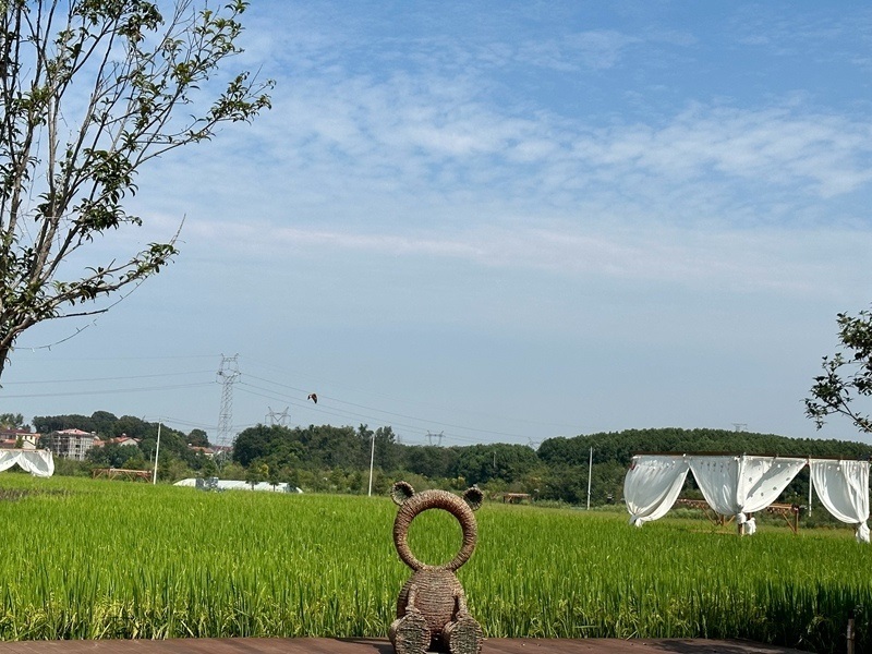 林語未來村打造農(nóng)家畈田園綜合體。人民網(wǎng) 王紹紹攝