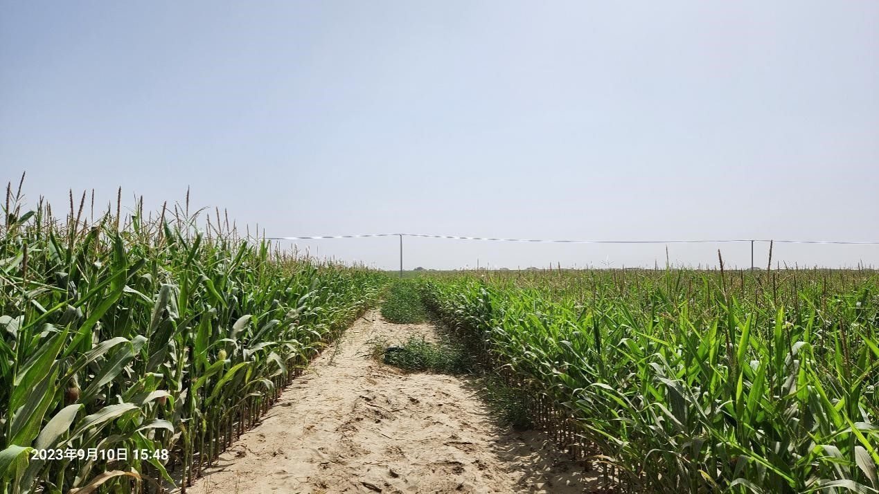 玉米改良40天后對比（左邊為改良組，右邊為對照組）。胡樹文團隊供圖