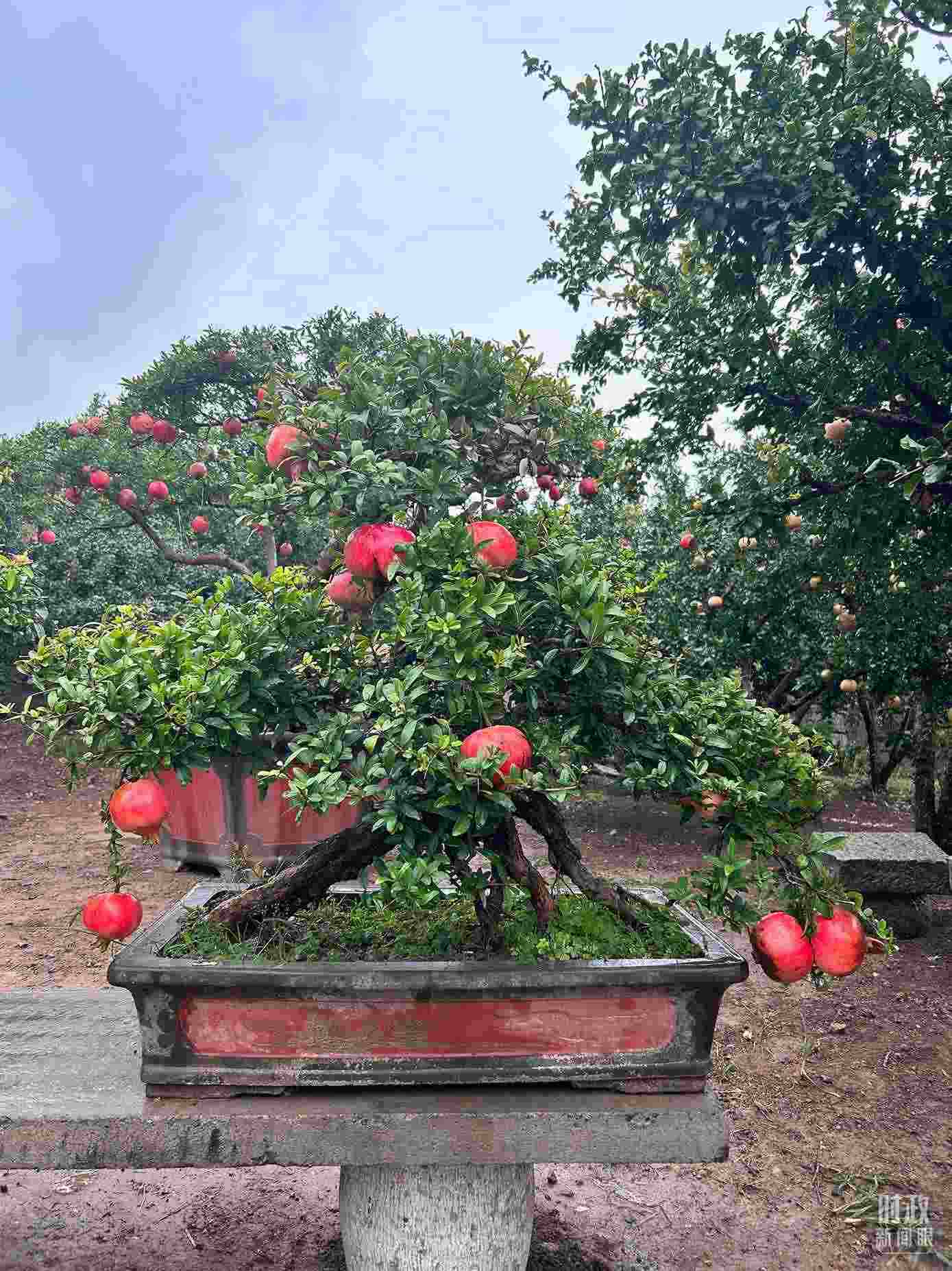△冠世榴園內(nèi)的石榴盆栽。（總臺央視記者黎兵拍攝）