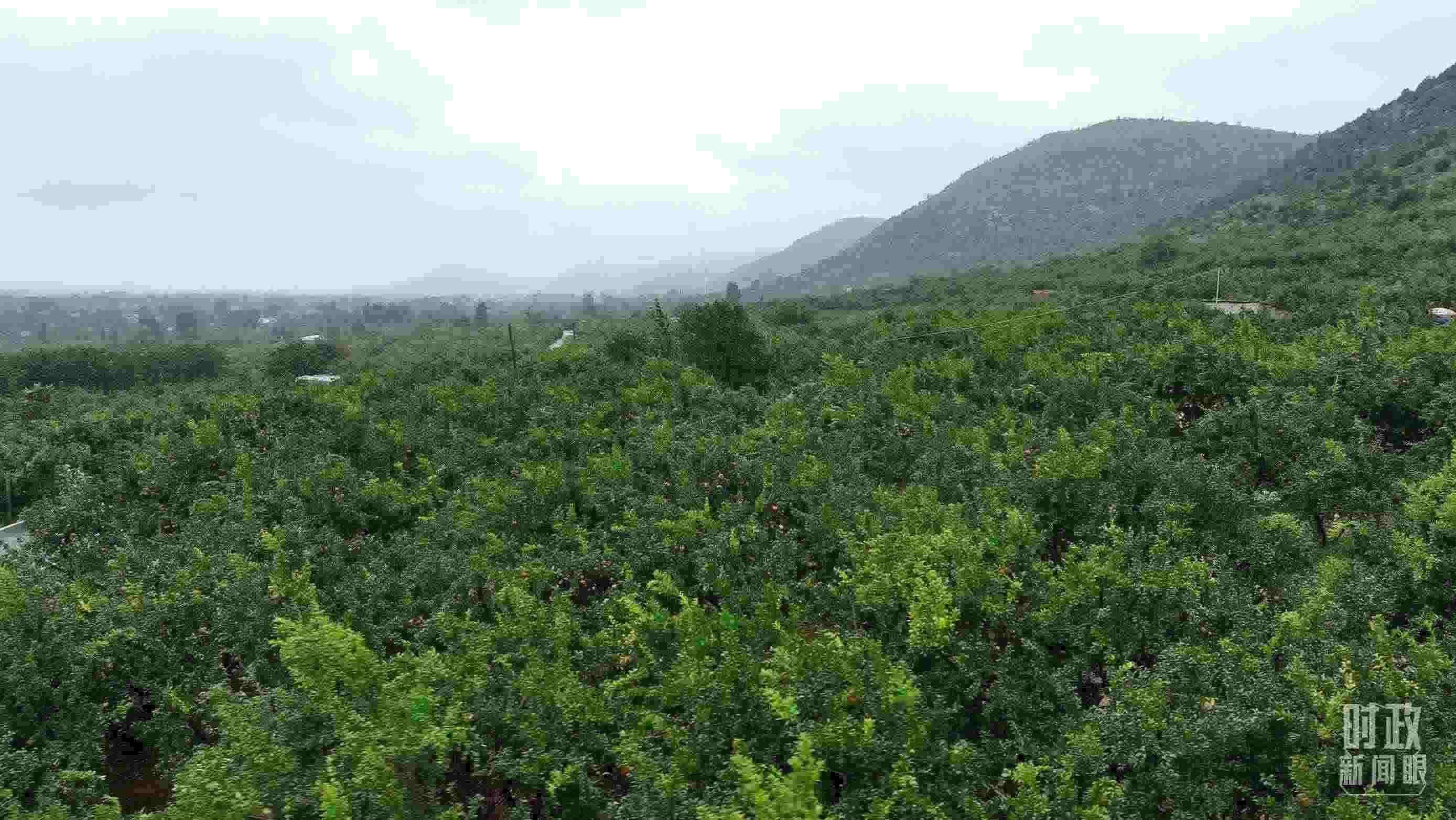 △山東棗莊冠世榴園。（總臺記者韓森、張鵬拍攝）