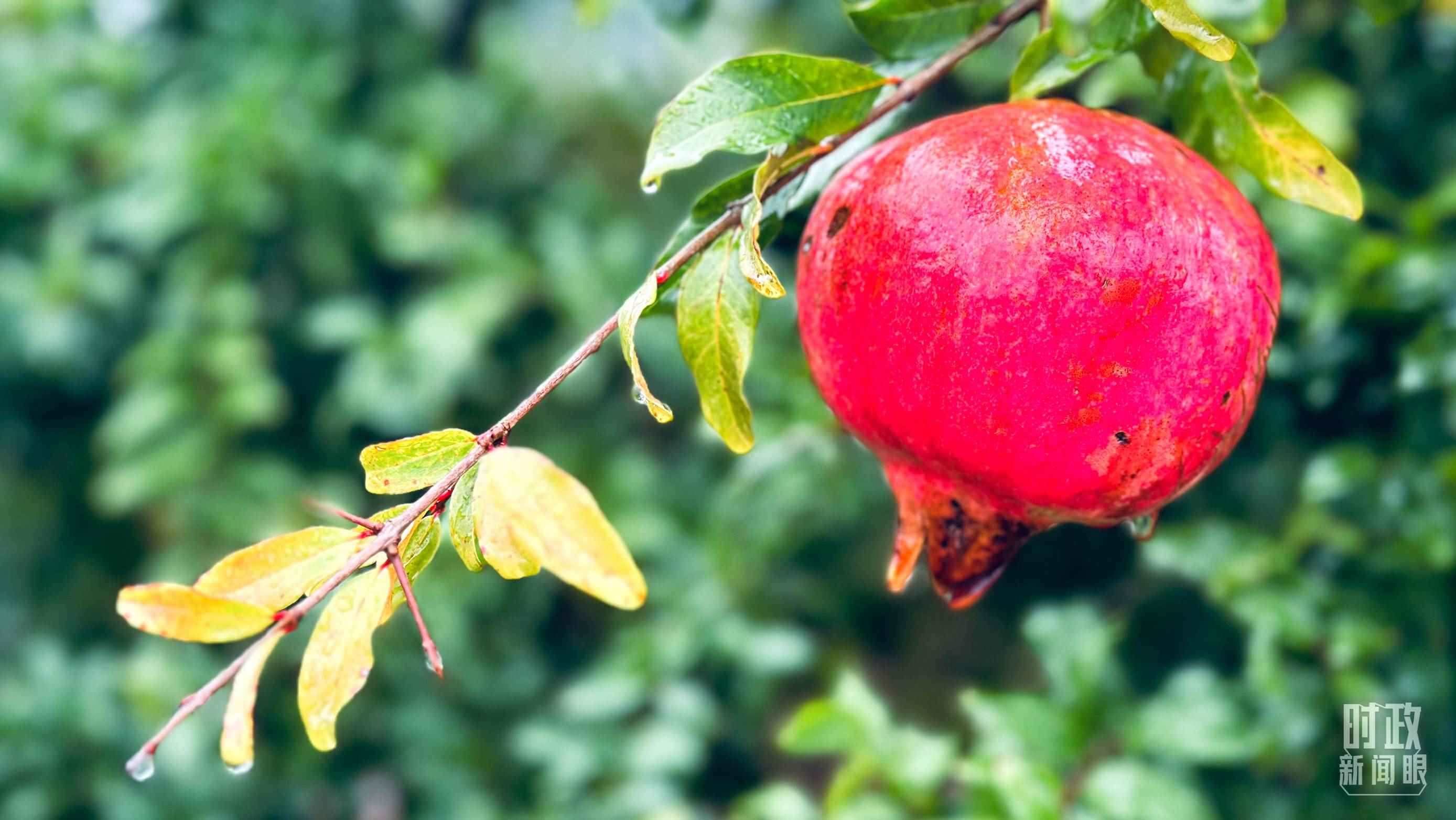 △山東省棗莊市冠世榴園，石榴紅了。（總臺央視記者范一鳴拍攝）